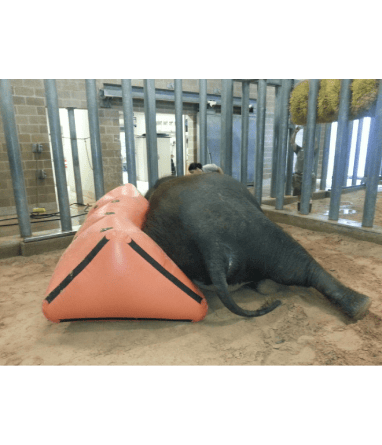 Houston Zoo Elephant on Cushion